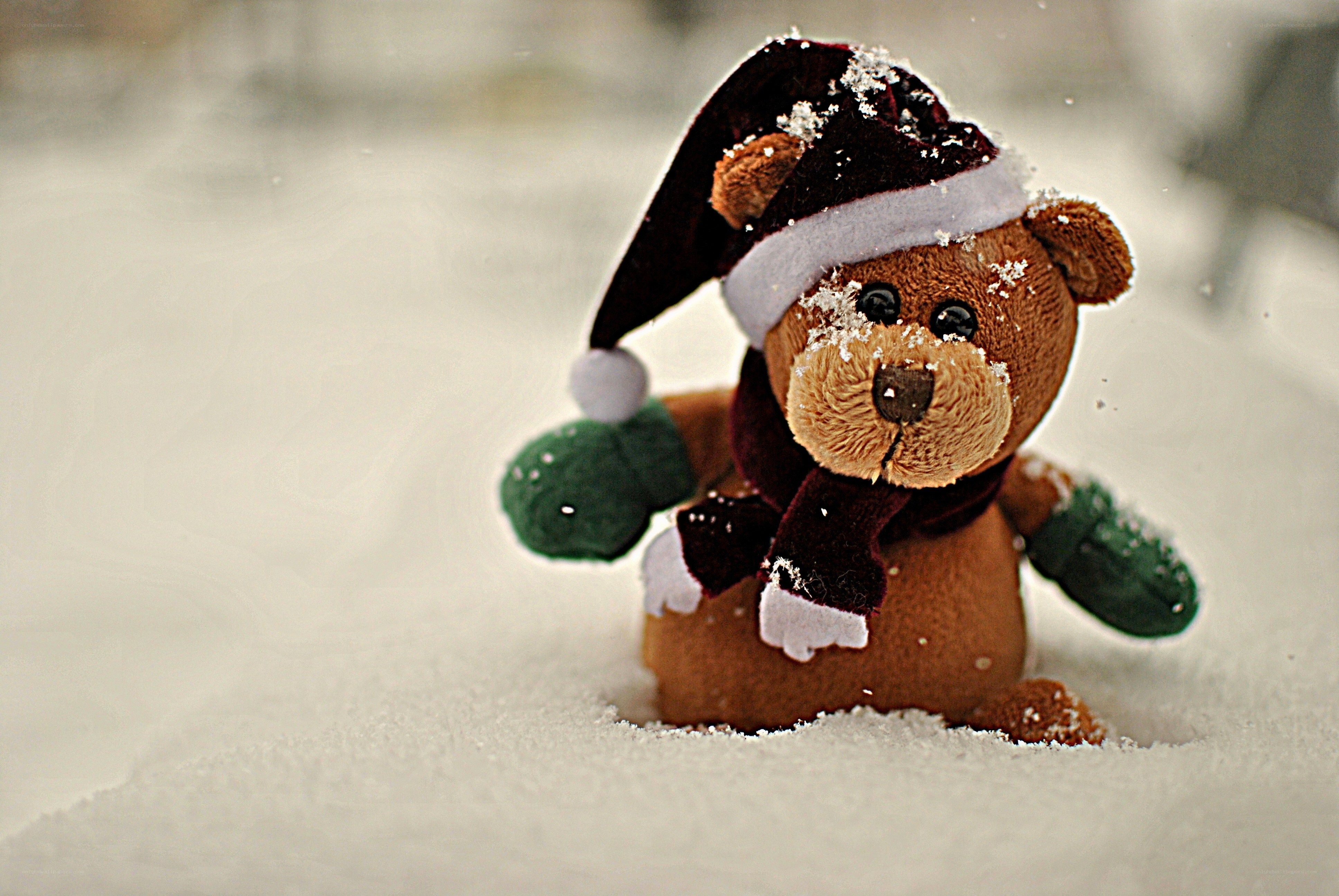 teddy bear in snow