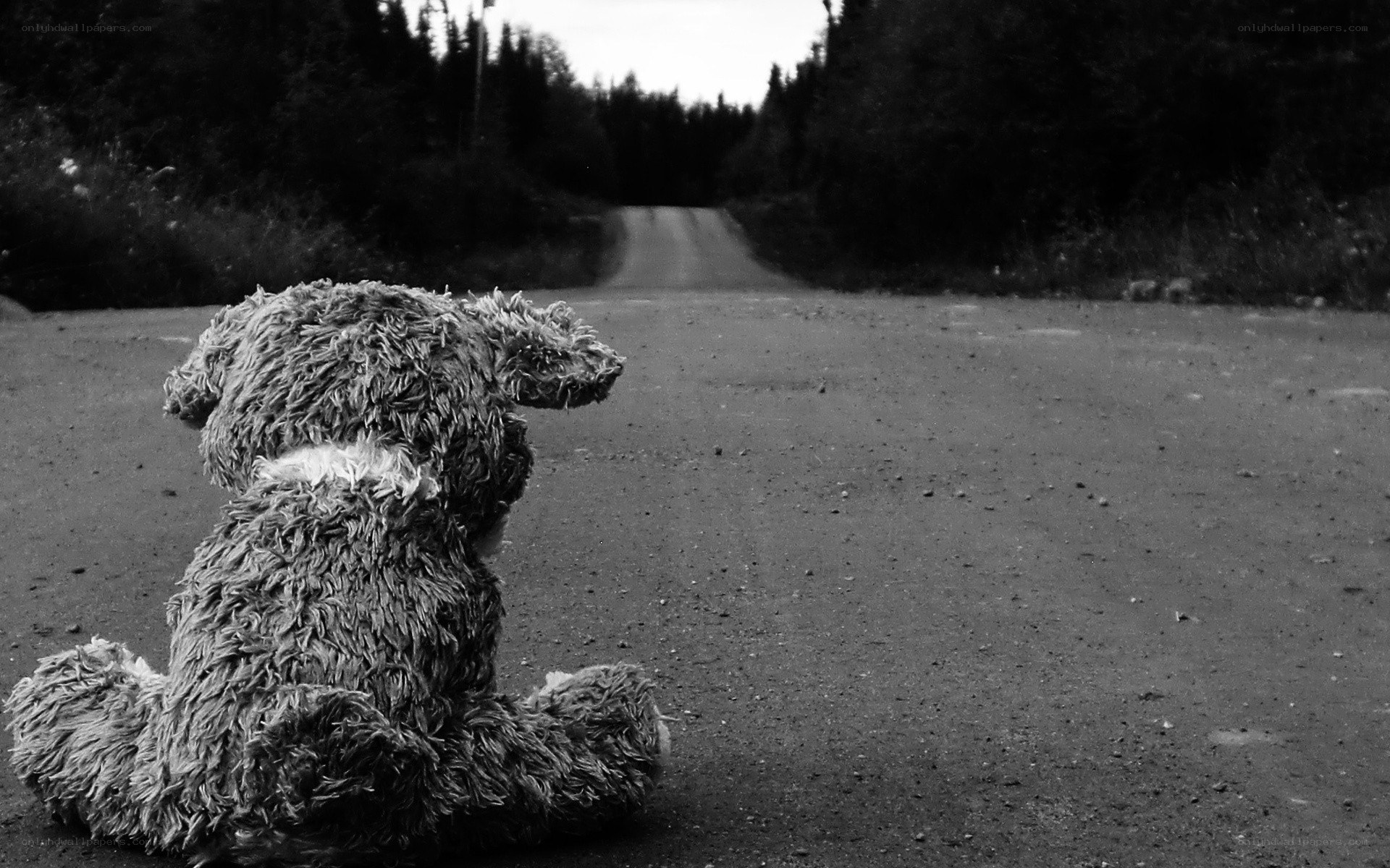 Teddy bear on a road