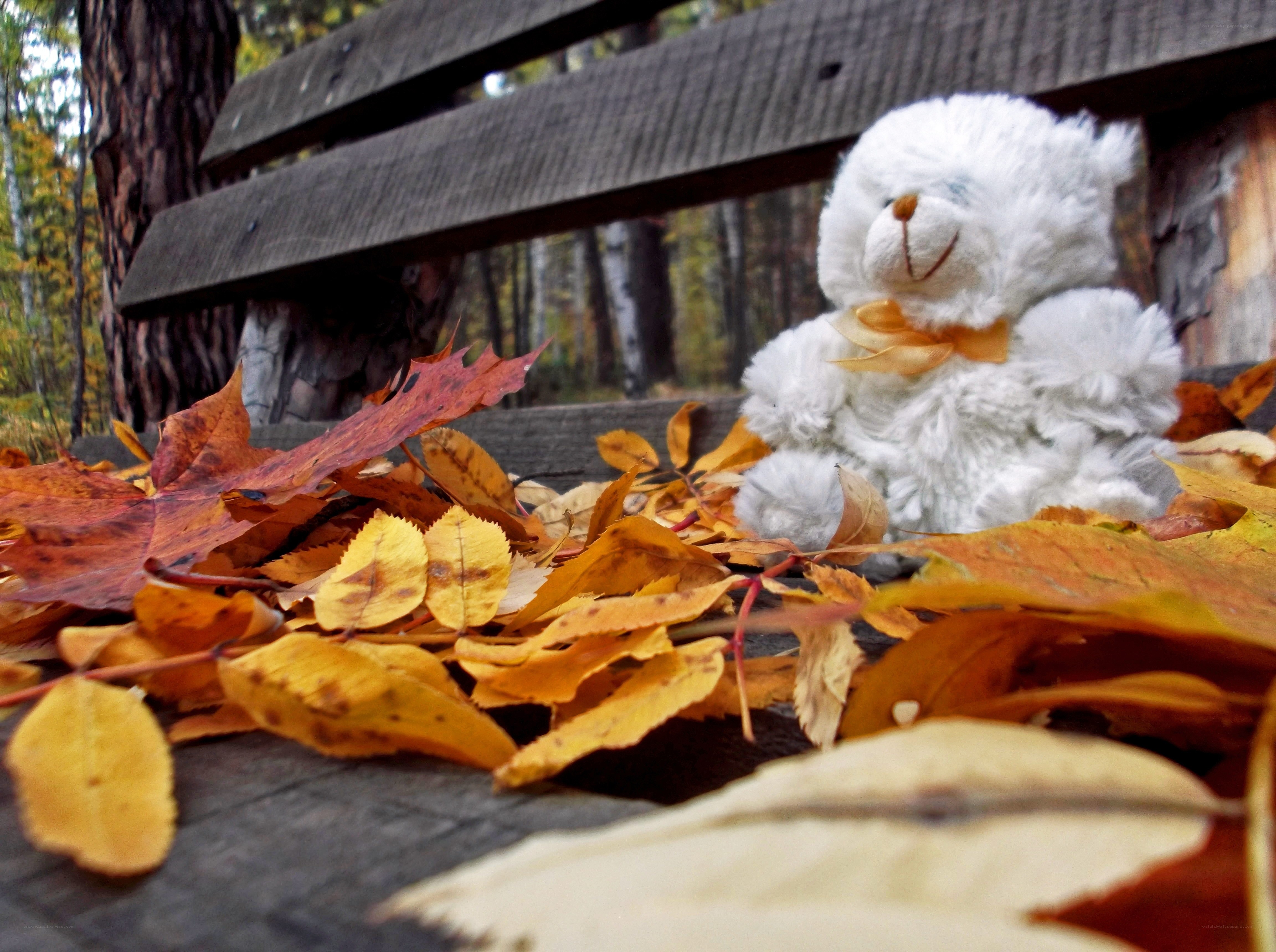 Teddy bear on autumn leaves