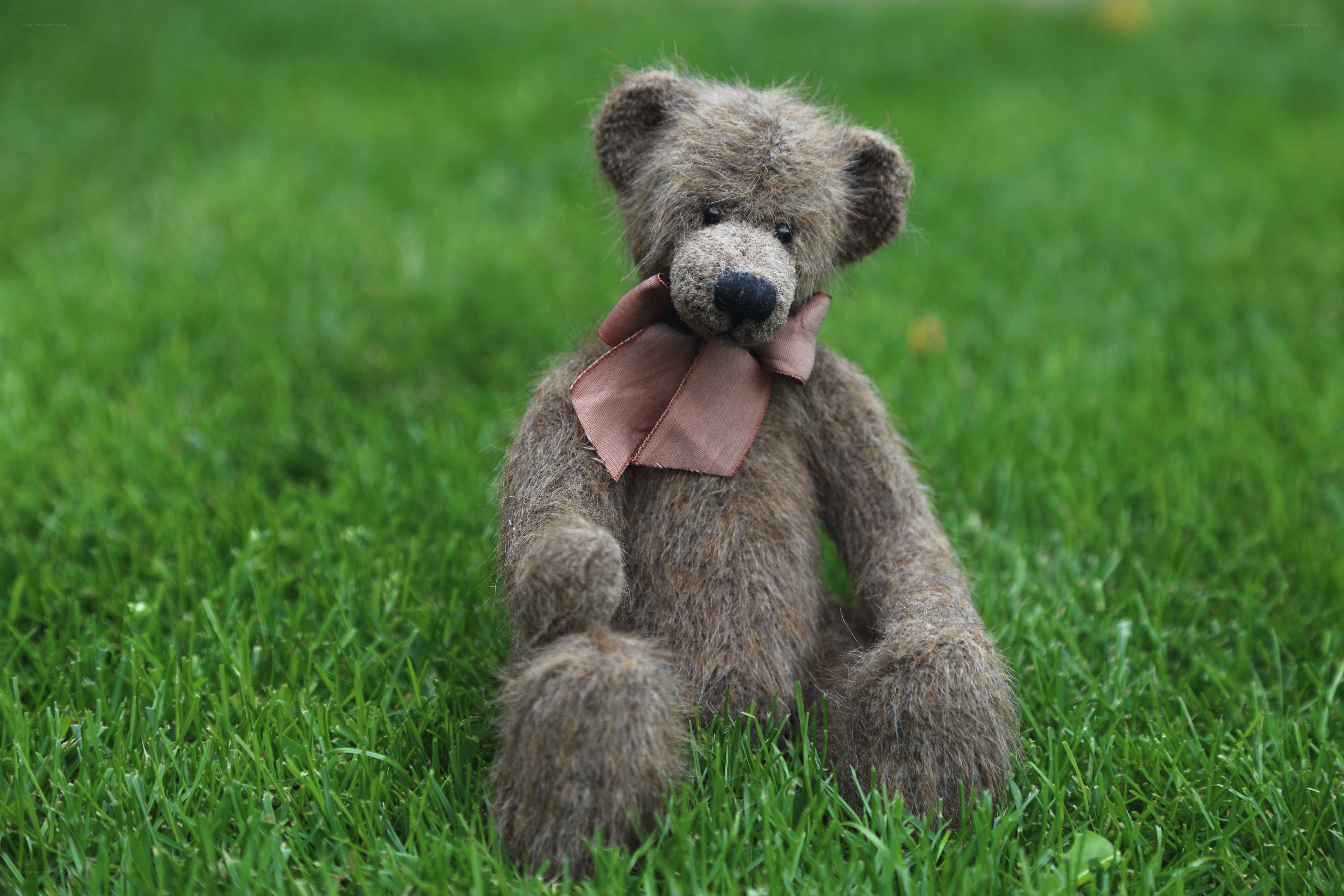 Teddy bear on grass