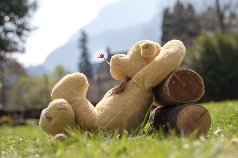 Teddy Bear on Grass — Green, Serene