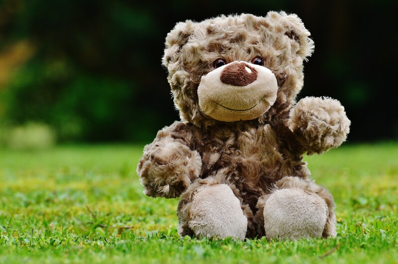 teddy bear on grass