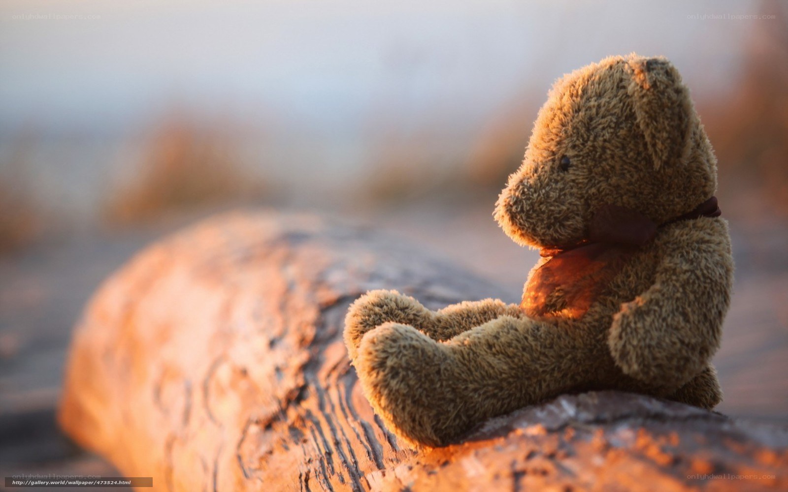 teddy bear on log at sunset