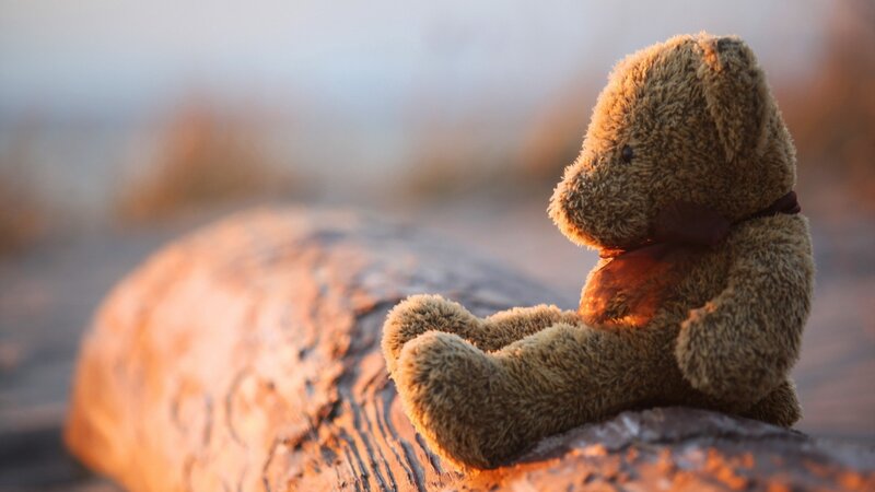 Teddy Bear on Log — Brown