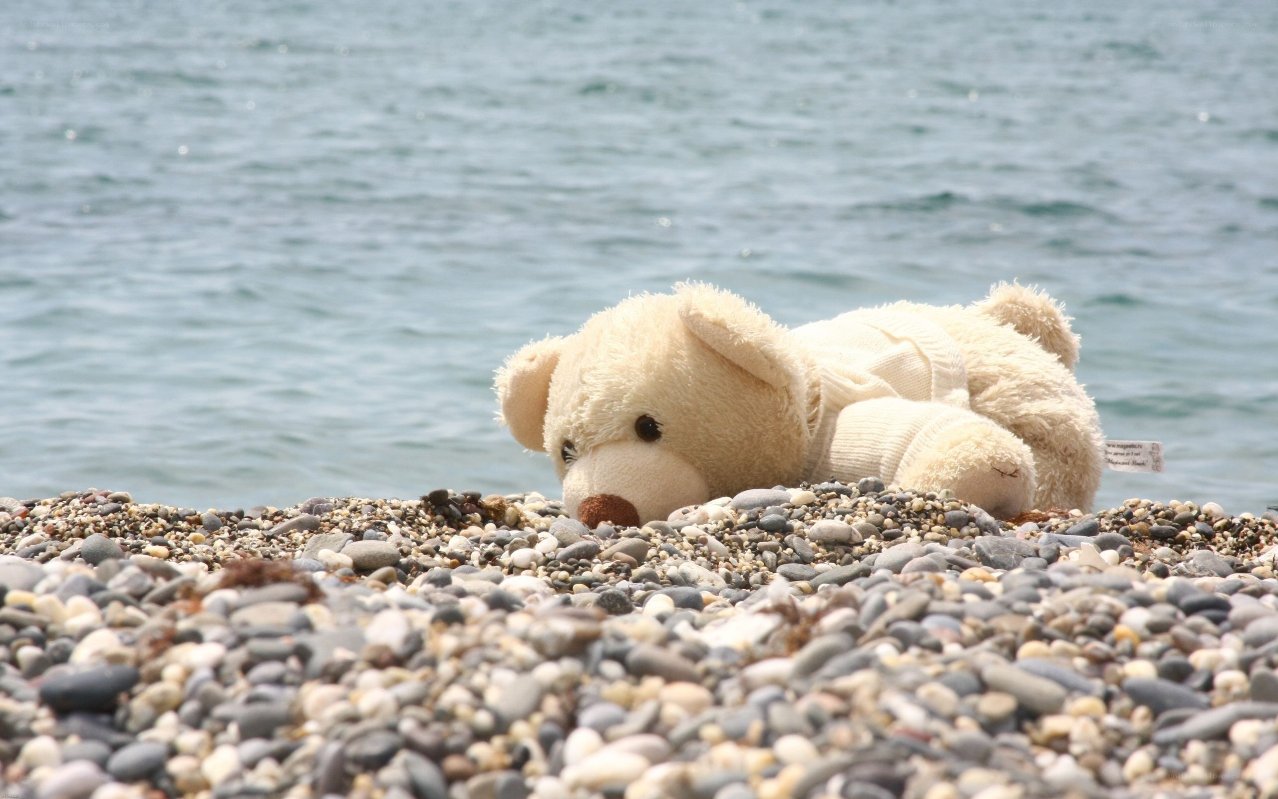 Teddy bear on pebble beach