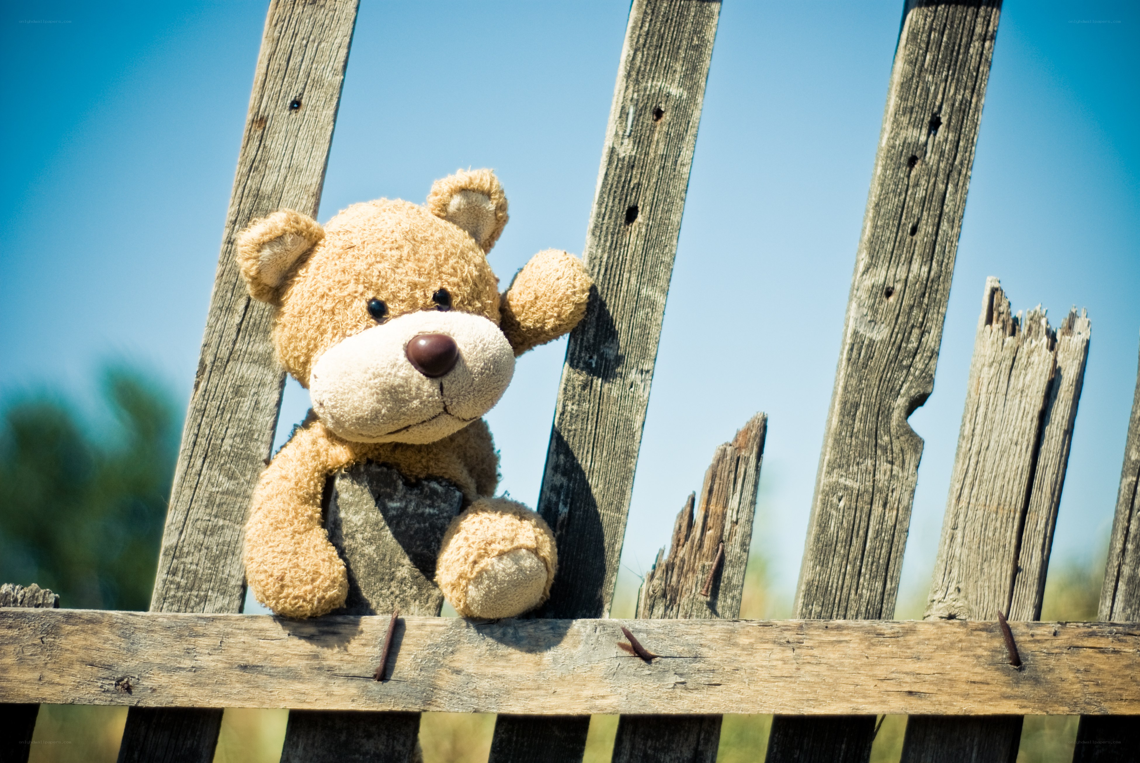 Teddy bear on wooden fence