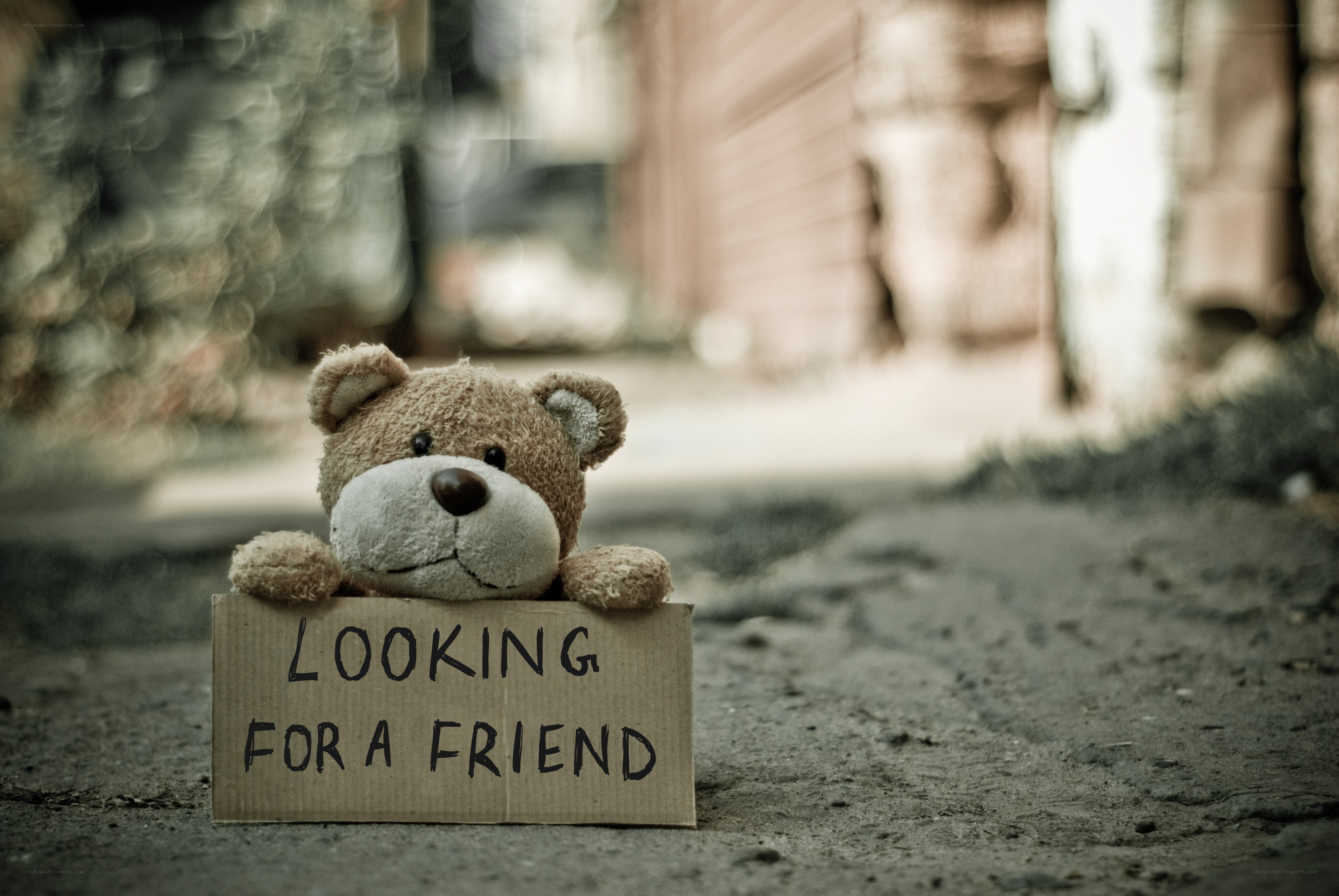 Teddy bear seeking friend