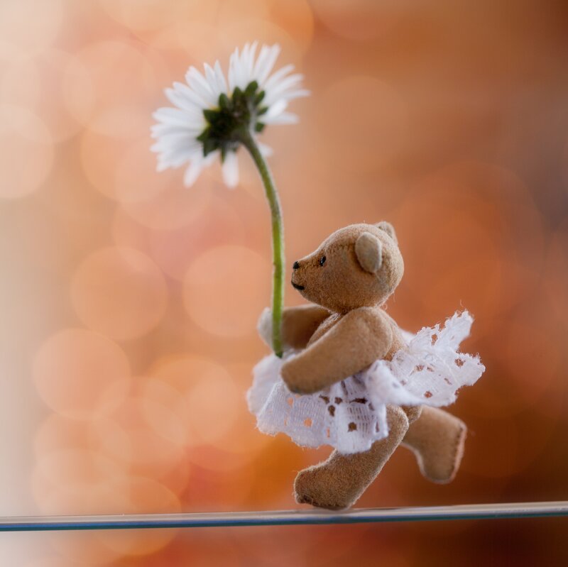 Teddy Bear with Daisy