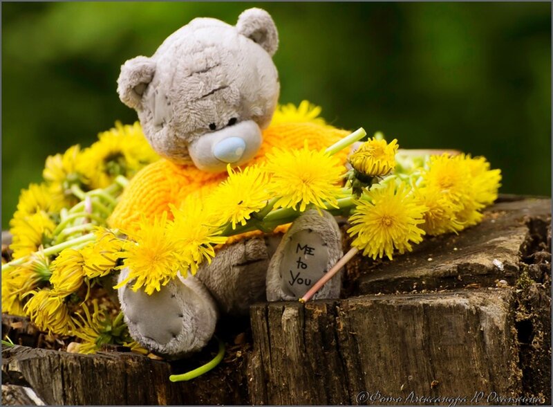 Teddy Bear with Dandelions