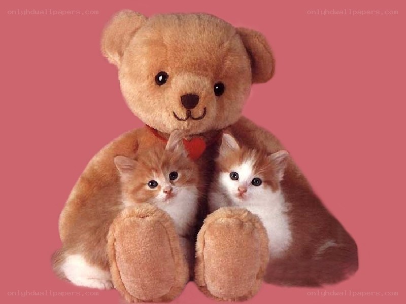 teddy bear with kittens