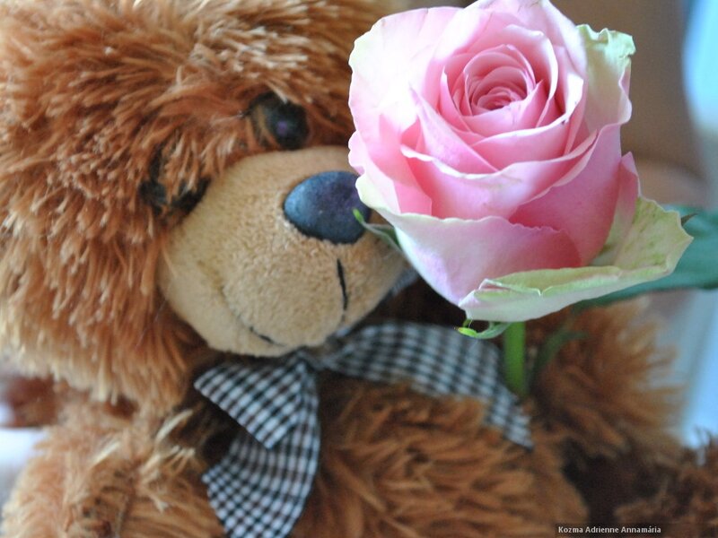 Teddy Bear with Rose