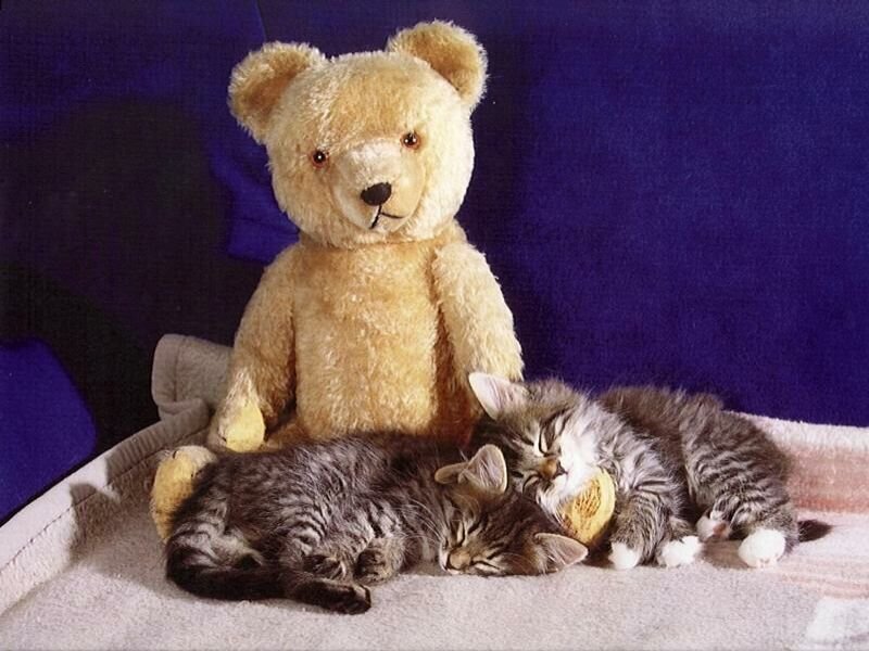 Teddy bear with sleeping kittens