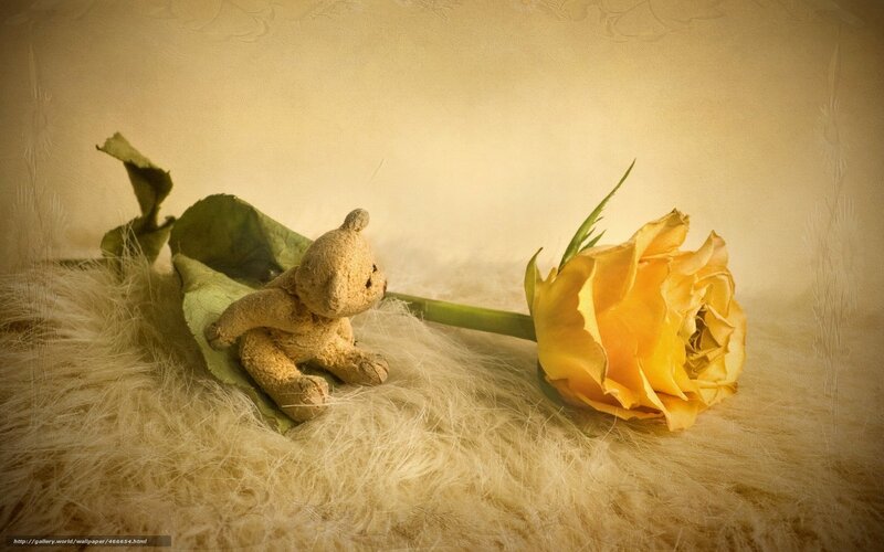 Teddy bear with yellow rose