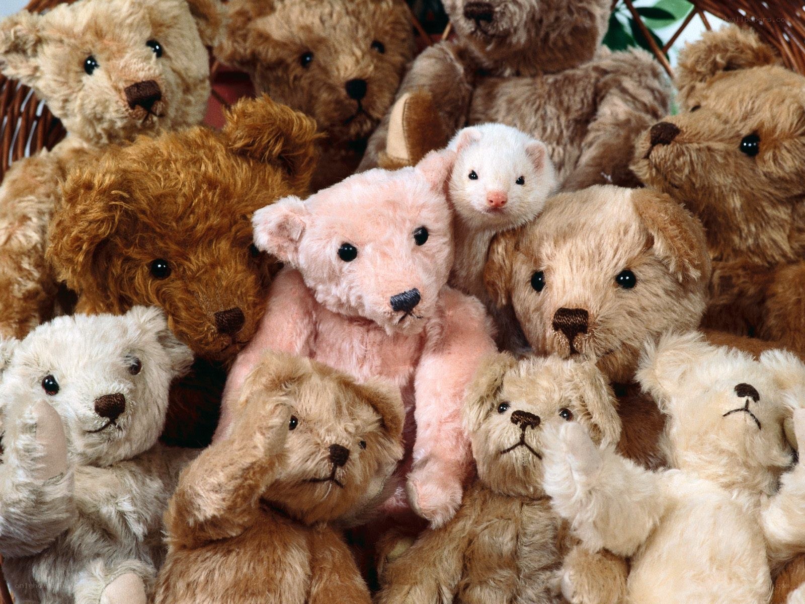 teddy bears and a ferret