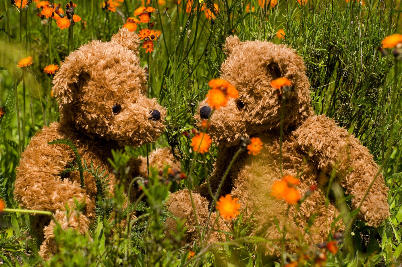 Teddy bears in a flower field