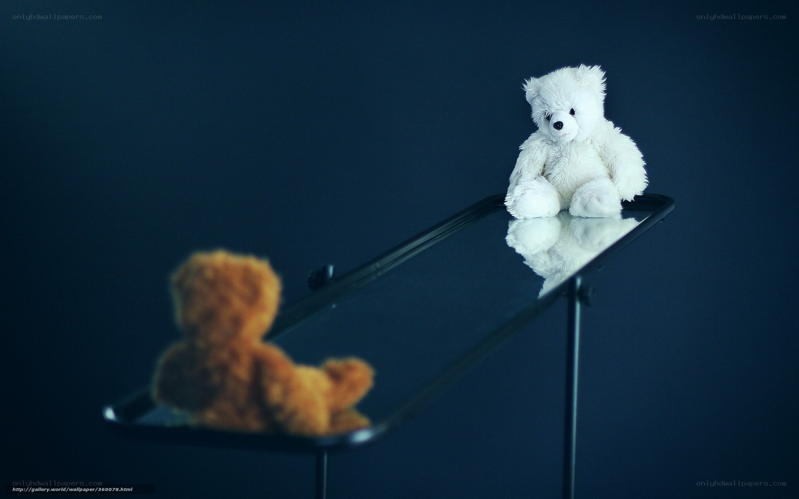teddy bears on a mirror