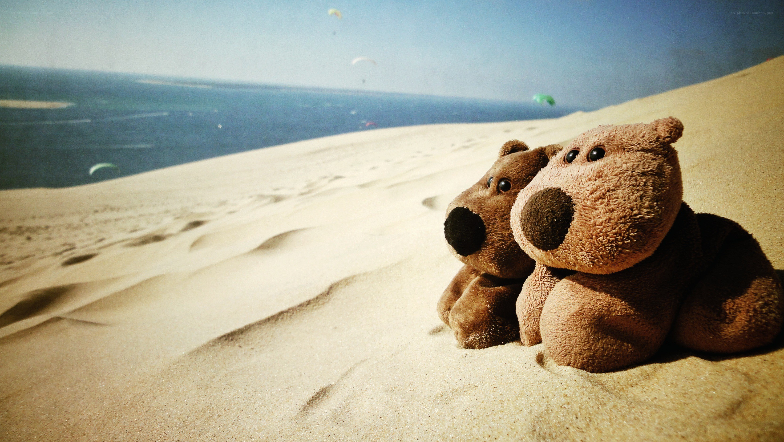 Teddy bears on a sand dune