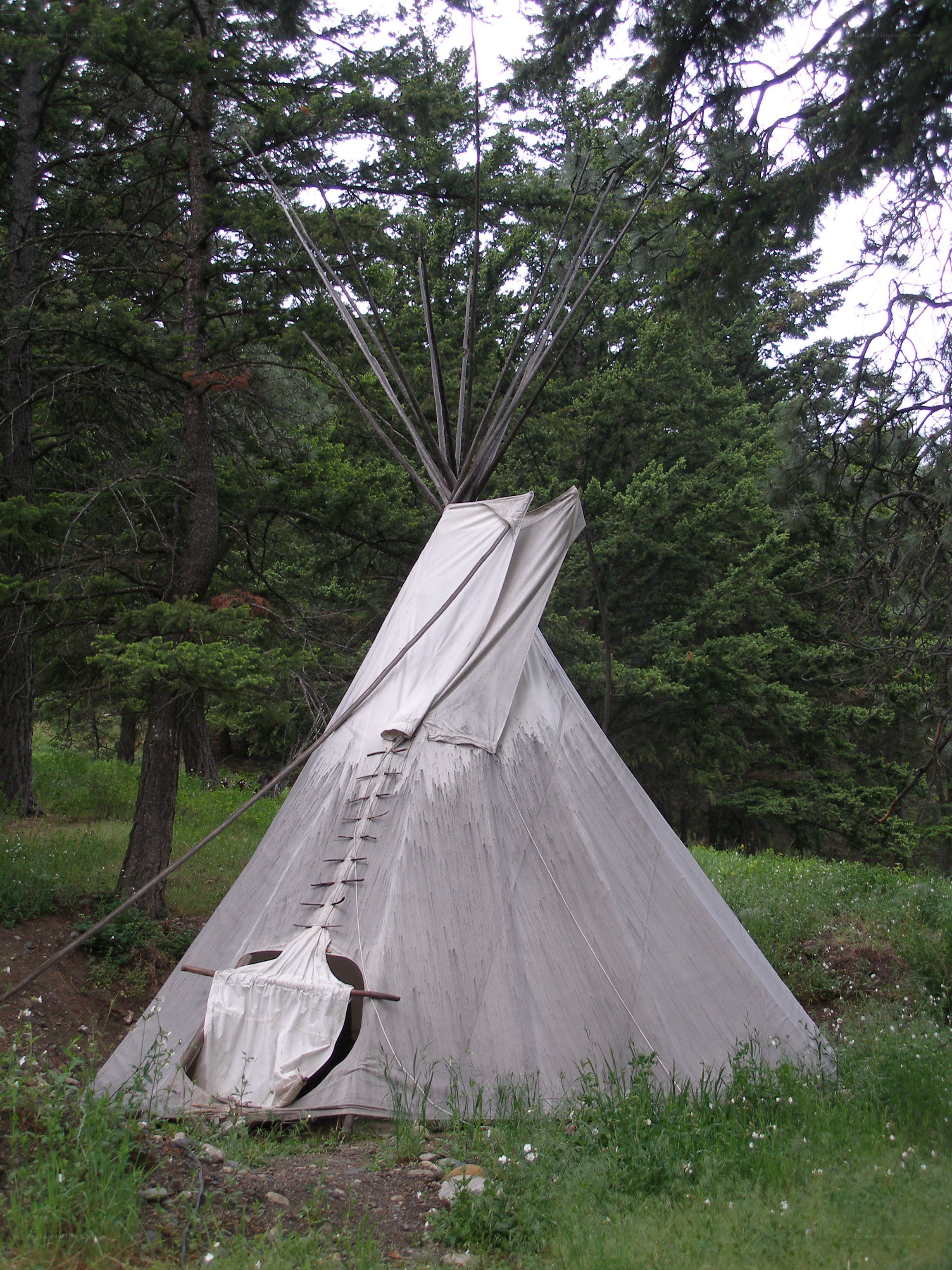 Teepee in a forest clearing