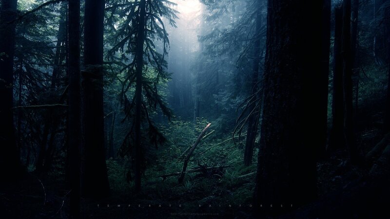 Temperate Rainforest — Green
