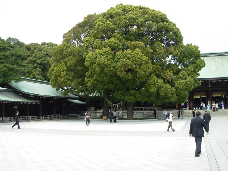 Temple courtyard with large tree