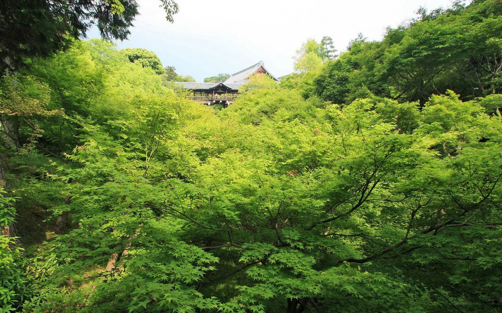 Temple nestled in lush green forest