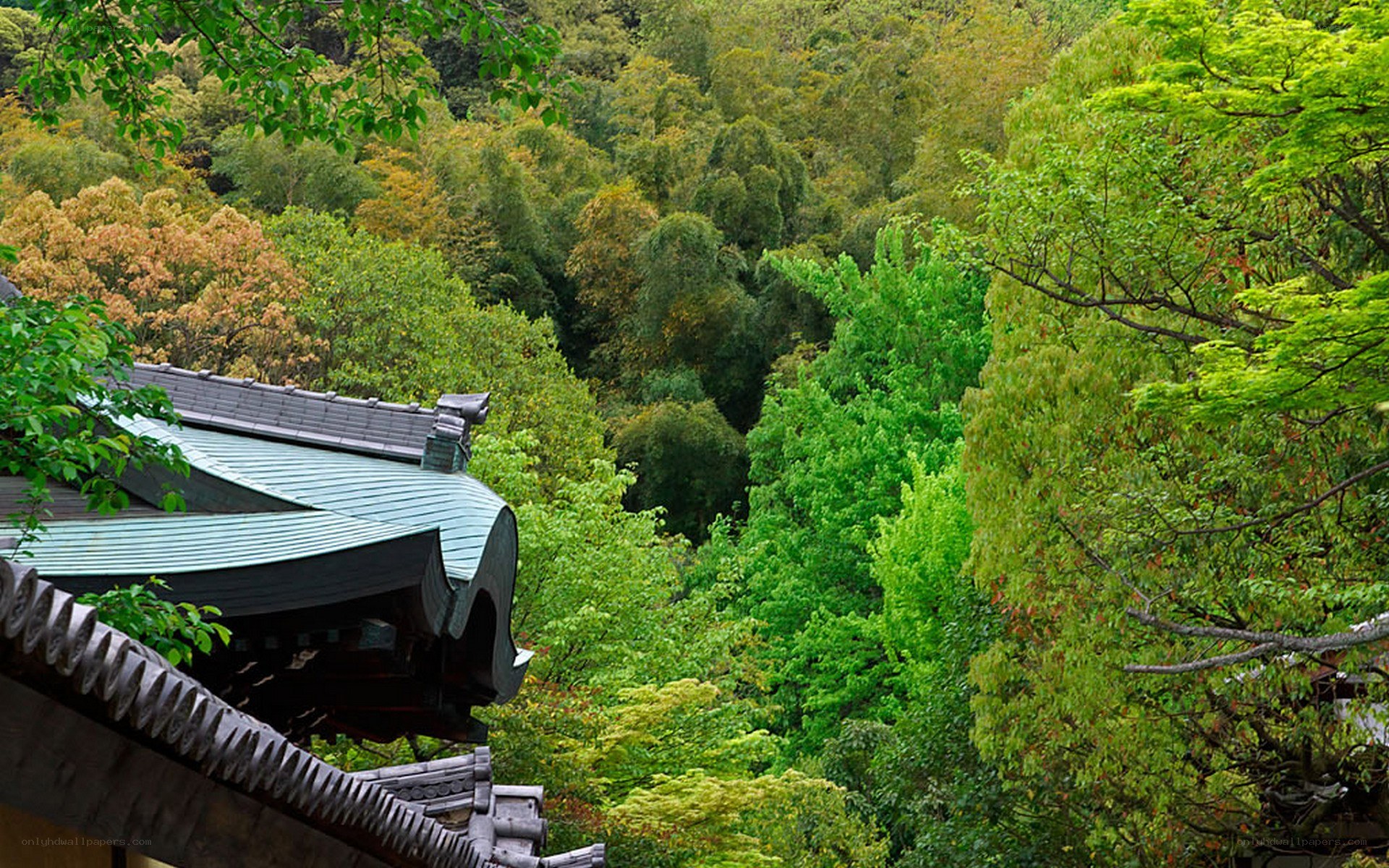 Temple roof in forest