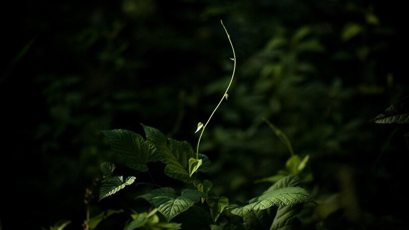 Tendrils in Forest