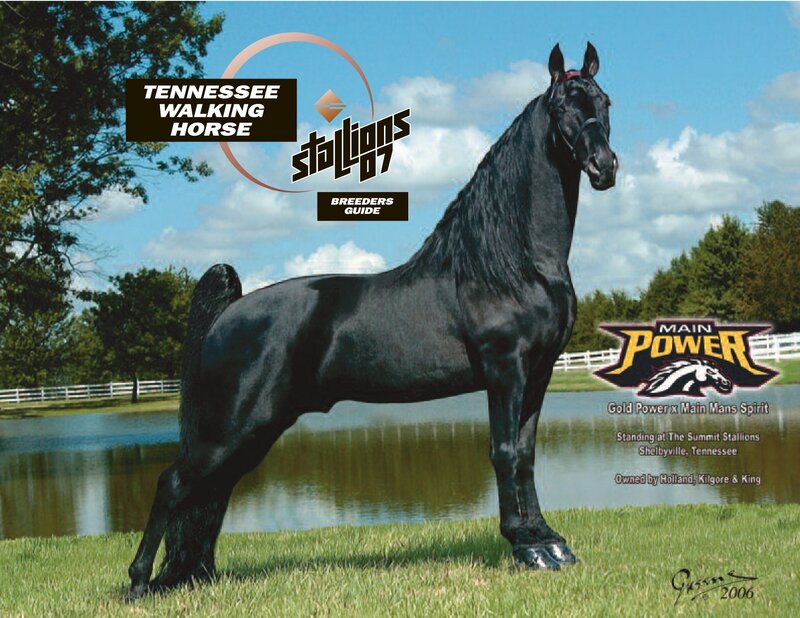 Tennessee Walking Horse Stallion