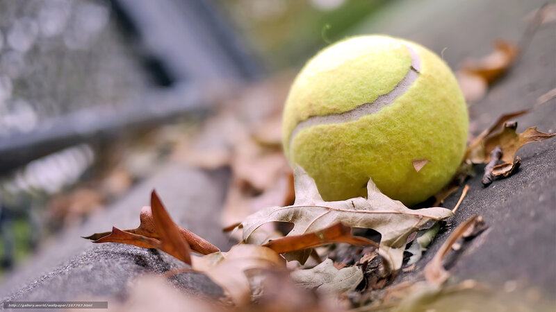Tennis ball on autumn leaves