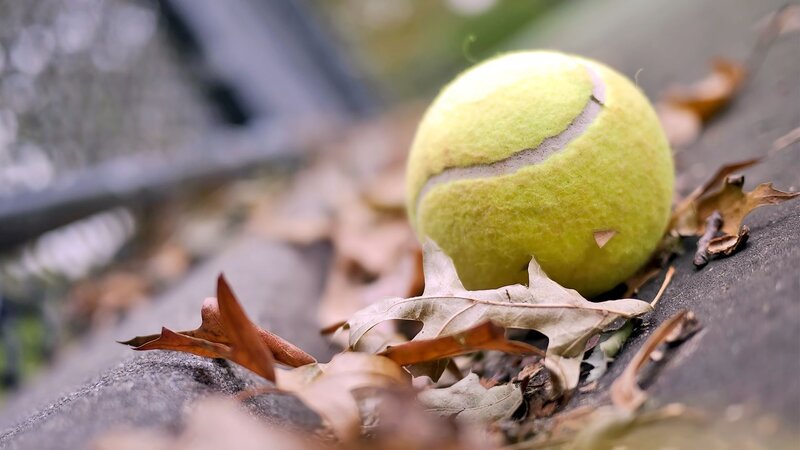 Tennis Ball on Leaves