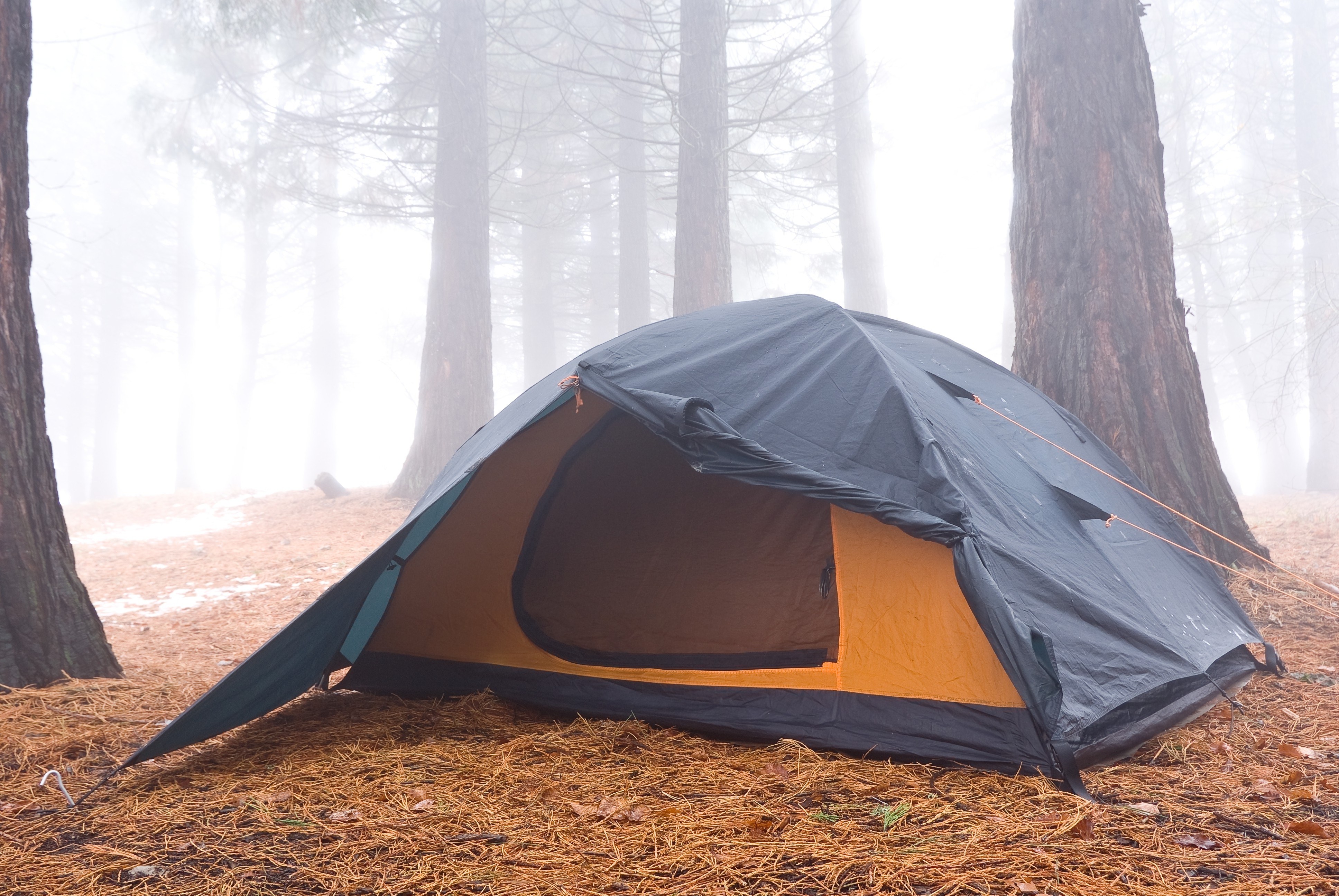 Tent in a foggy forest