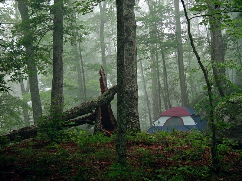 Tent in Foggy Forest