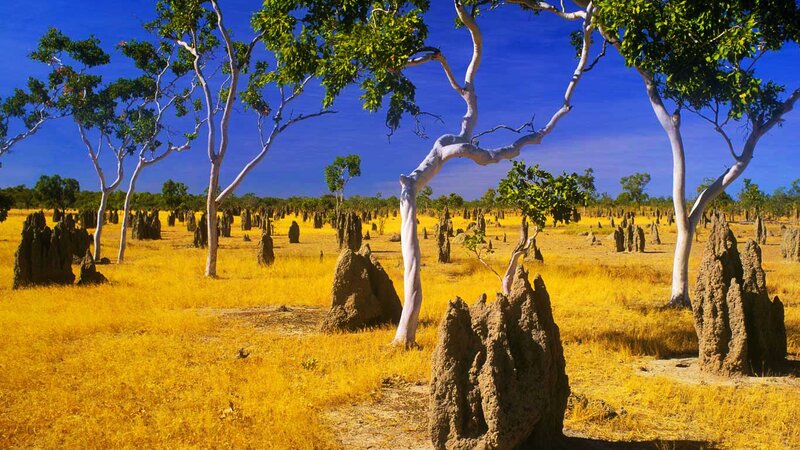 Termite Mounds in Savanna