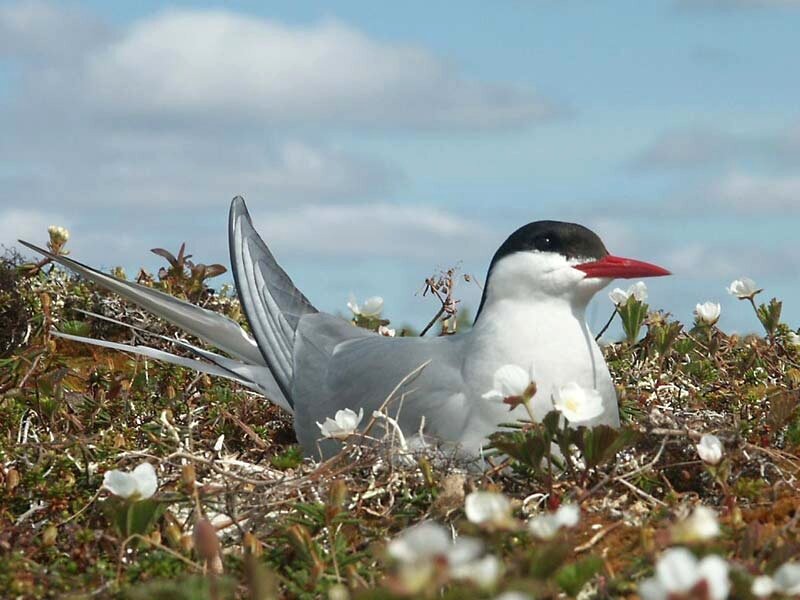 Tern Bird in Nest