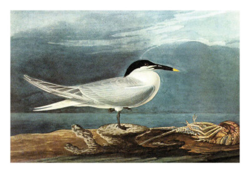 Tern Bird on Driftwood