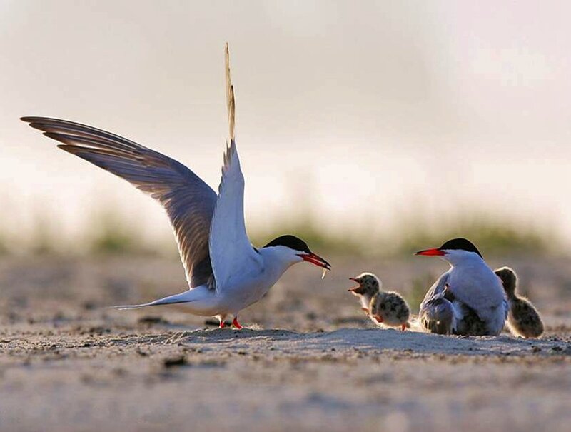Tern Bird with Chicks