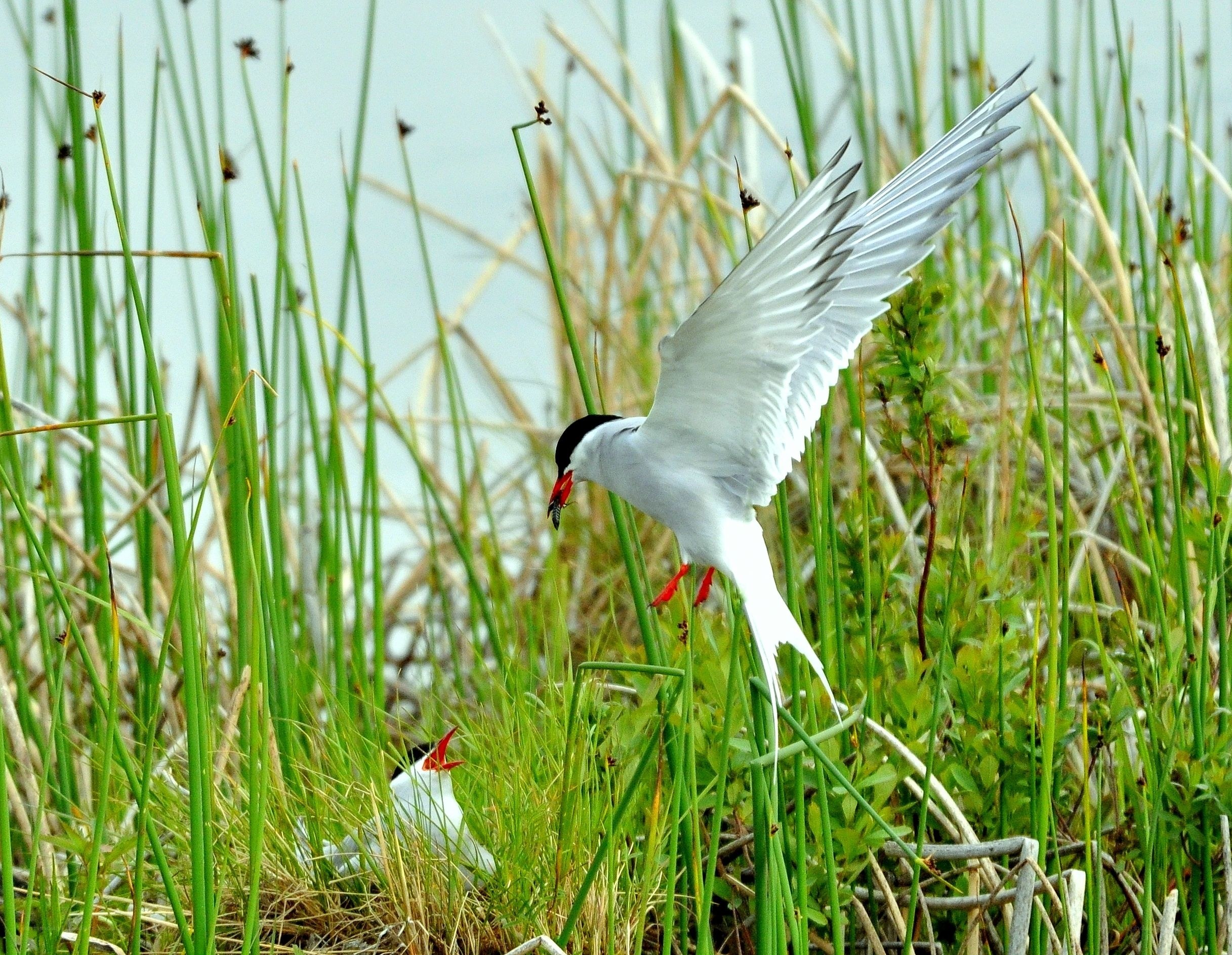 Tern bird with fish in beak