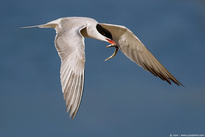 Tern catching fish in flight