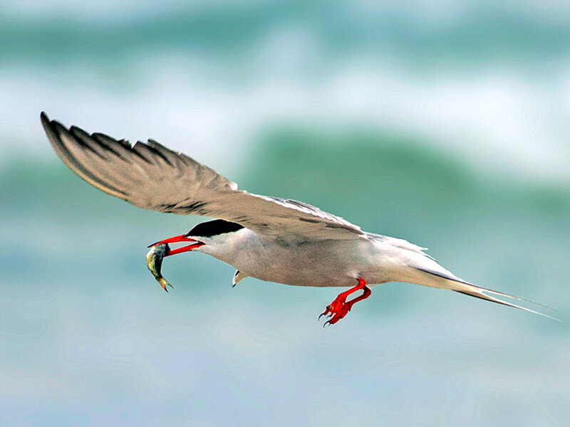 Tern Catching Fish