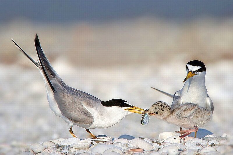 Tern Feeding Chick