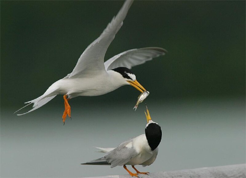 Tern Feeding Fish
