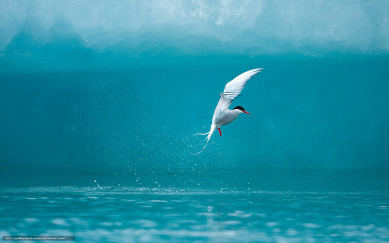 Tern Flying over Water — Blue, Serene