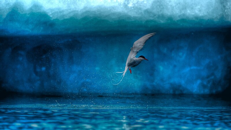 Tern Flying over Water — Blue