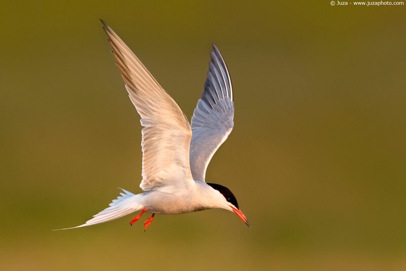 tern in flight at sunset