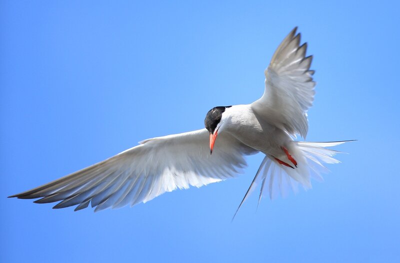 Tern in Flight — Blue
