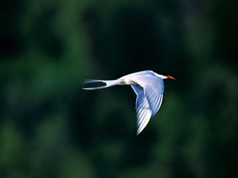 Tern in Flight — White