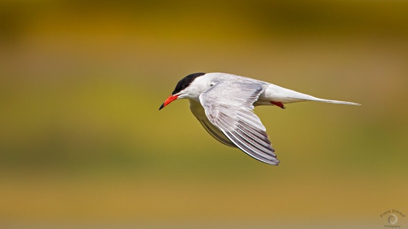 Tern in Flight — Yellow