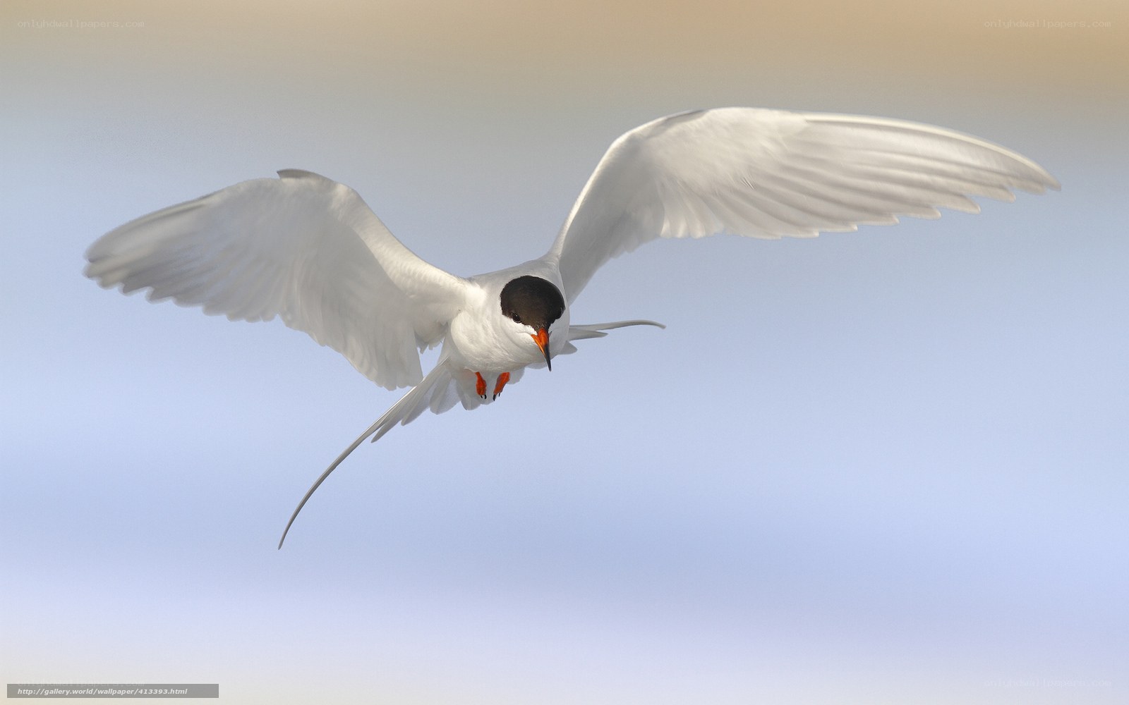 tern in flight