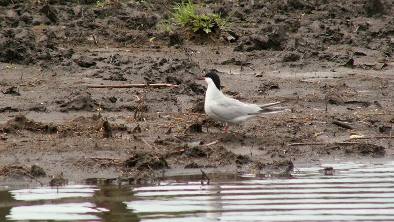 Tern on muddy shore