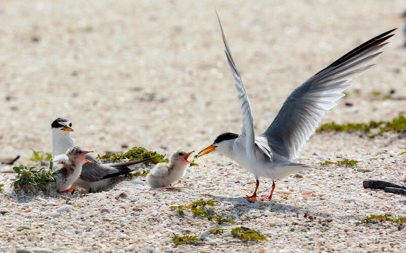 Tern Parents Feeding Chicks